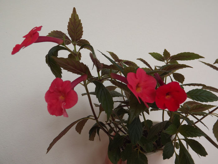 DSCF1474 - ACHIMENES