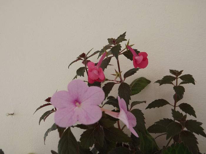 DSCF1476 - ACHIMENES