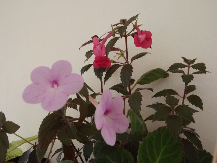 Peach Blossom-Stan Delight - ACHIMENES