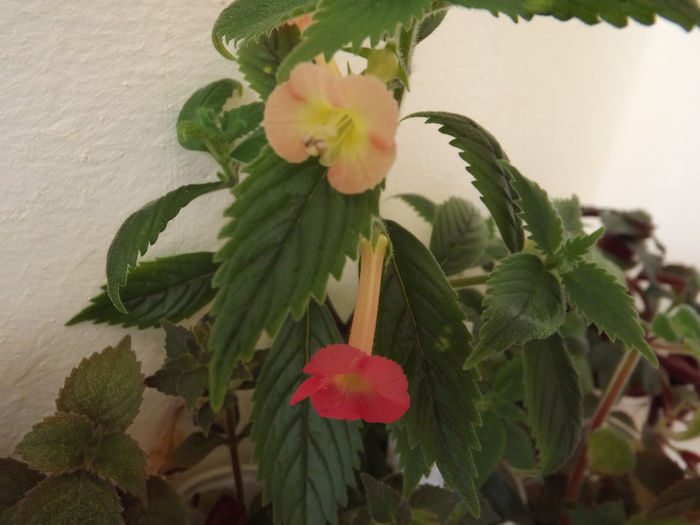 DSCF1478 - ACHIMENES