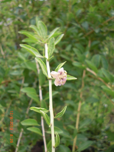 goji flori iunie - Goji plante de vanzare