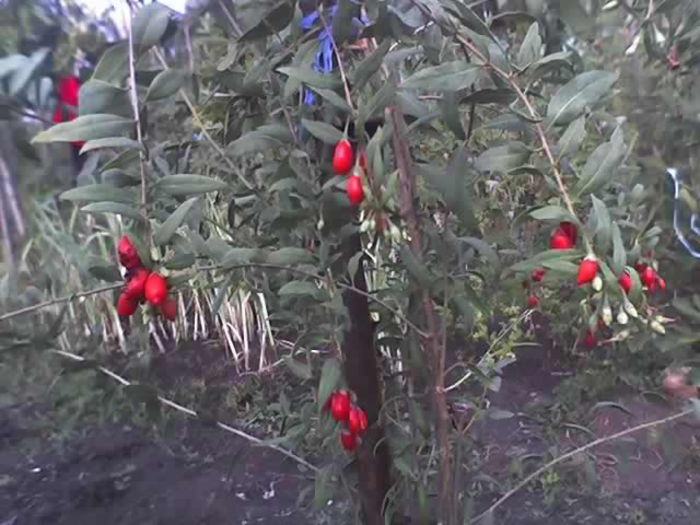 20-08-13_goji berry