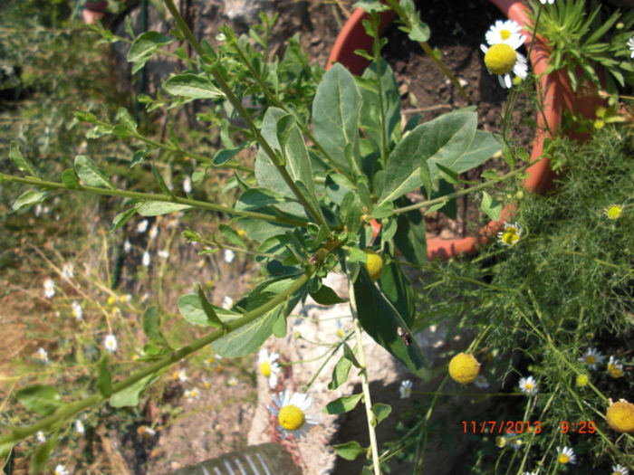 goji de balcon in ghiveci