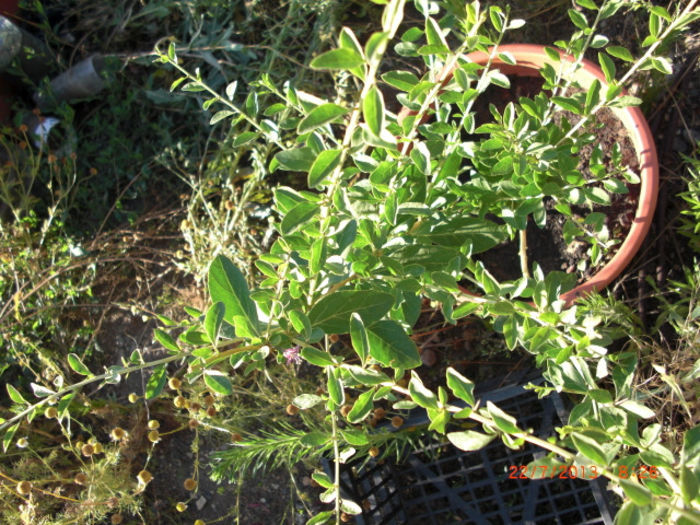 goji de balcon2 - Goji plante de vanzare