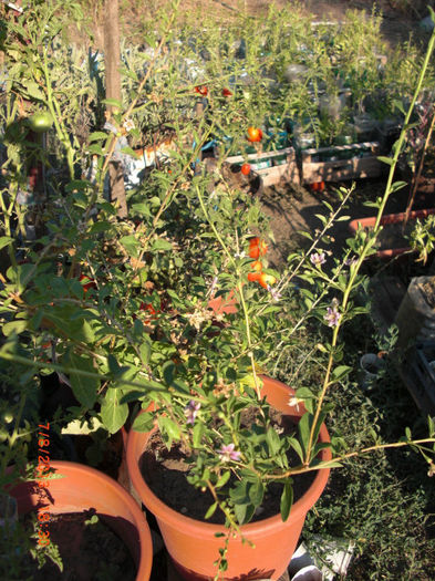 goji de balcon3