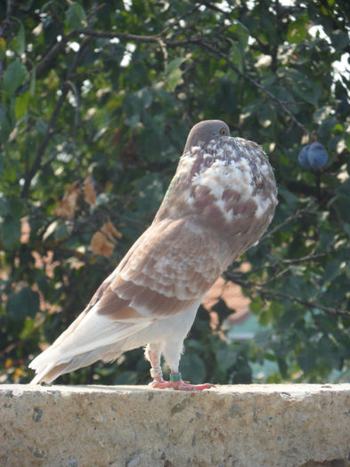 SAM_2283 - 2013_2_Tineret