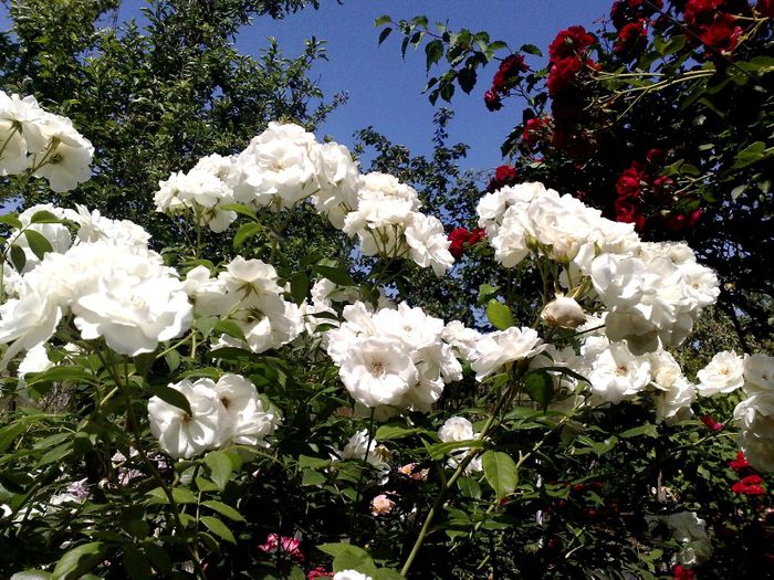 Schneewitten 3 ani 15 lei - Vanzare trandafiri primavara 2015