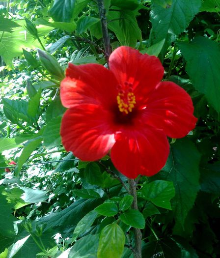 24 - Red Hibiscus