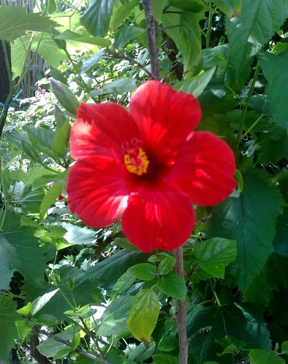 23 - Red Hibiscus