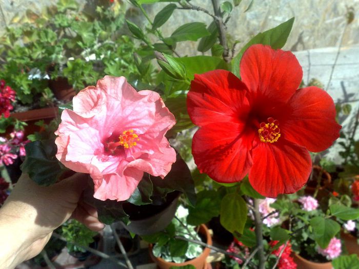 alaturi de Venetie - Red Hibiscus