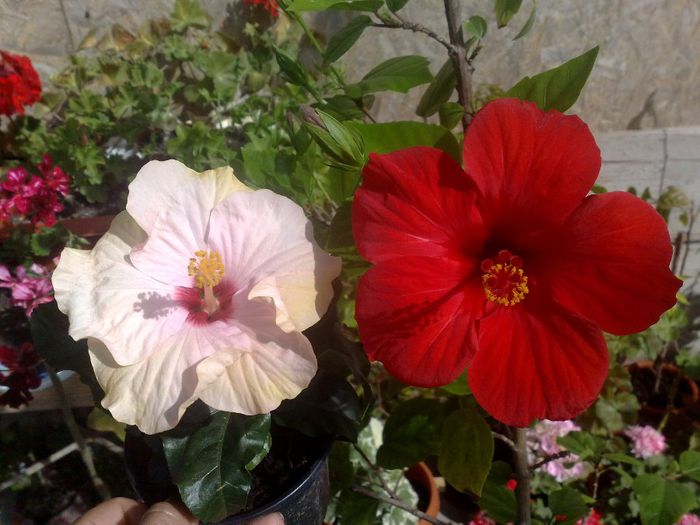 alaturi de Adrian - Red Hibiscus