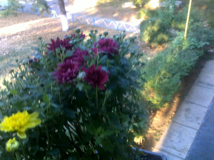 190820131353 - plante 2013