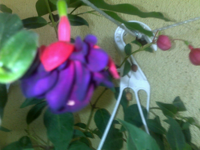 190820131361 - plante 2013