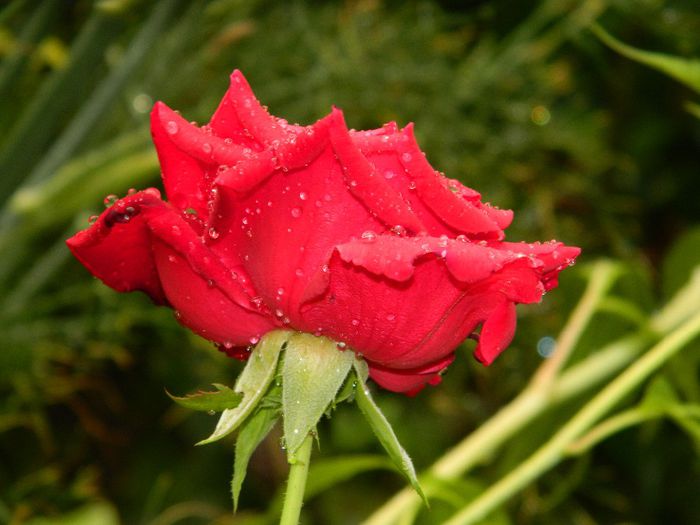 DSCN0088 - AUGUST 2 2013