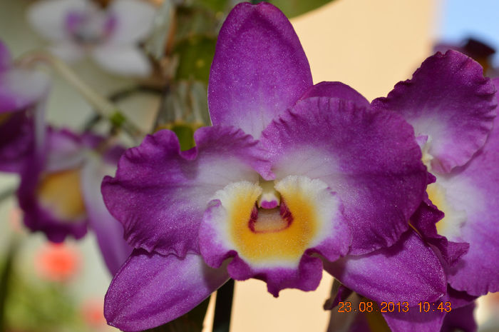 DSC_0065 - Dendrobium nobile