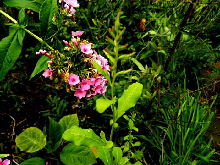 DSCN0097 - AUGUST 2 2013