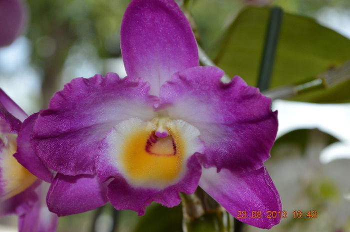 DSC_0066 - Dendrobium nobile