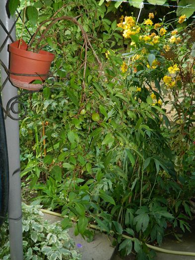 DSCN0116 - AUGUST 2 2013