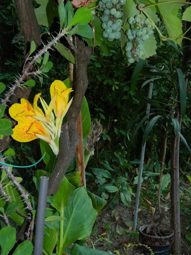 DSCN0119 - AUGUST 2 2013