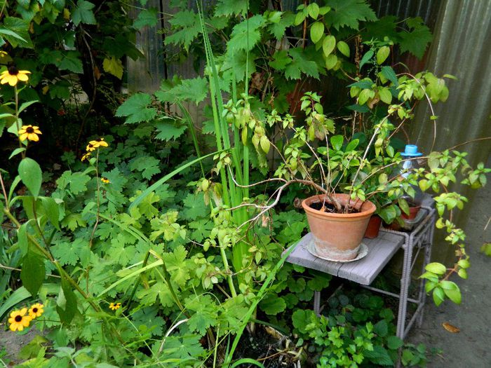 DSCN0123 - AUGUST 2 2013