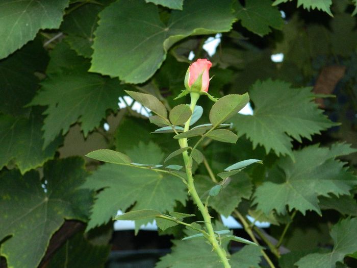 DSCN0126 - AUGUST 2 2013