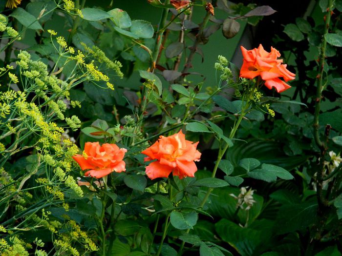 DSCN0128 - AUGUST 2 2013