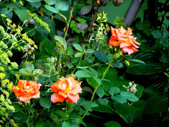 DSCN0129 - AUGUST 2 2013