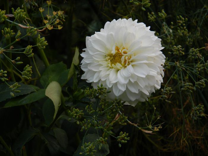 DSCN0130 - AUGUST 2 2013