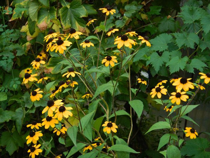 DSCN0132 - AUGUST 2 2013