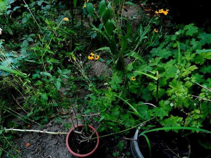 DSCN0133 - AUGUST 2 2013