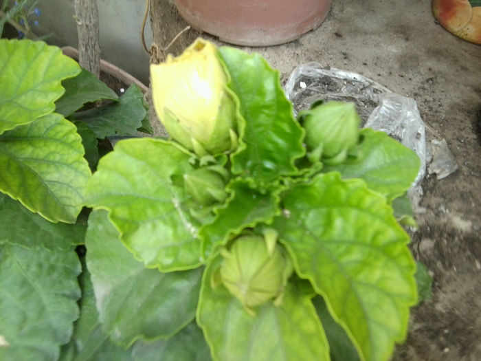 koenig-original - hibiscusi 2013-3