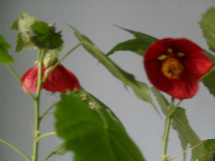 SDC10442 - ABUTILON 2013