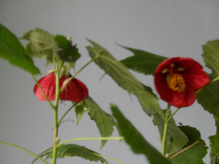 SDC10444 - ABUTILON 2013