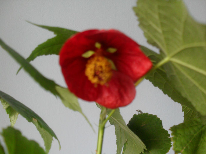 SDC10446 - ABUTILON 2013