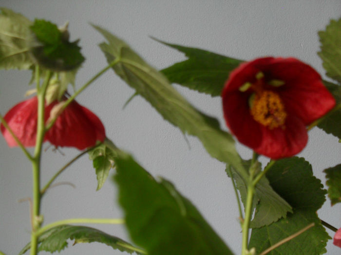 SDC10447 - ABUTILON 2013