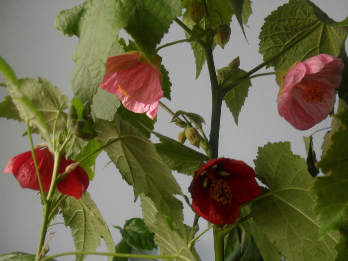 SDC10448 - ABUTILON 2013