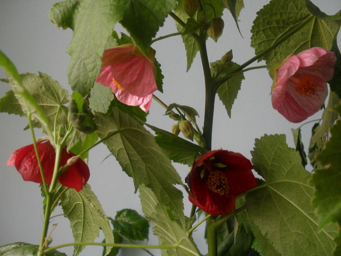 SDC10449 - ABUTILON 2013