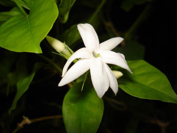 DSC05387 - Jasminum