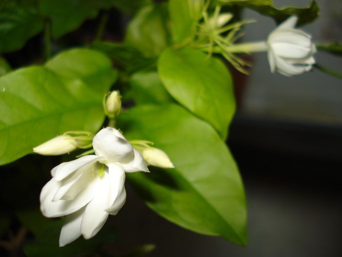 DSC05389 - Jasminum