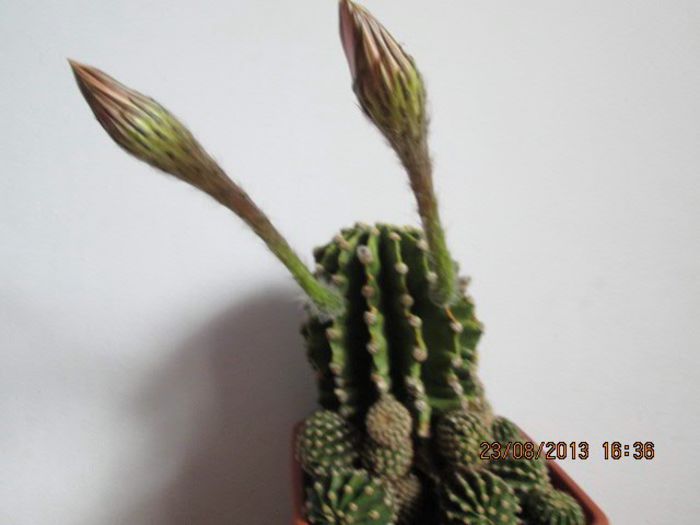 IMG_8246 - Florile mele in august