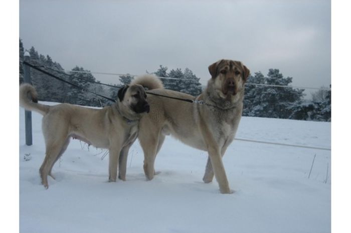 76480453 - kangal-bala de sugag