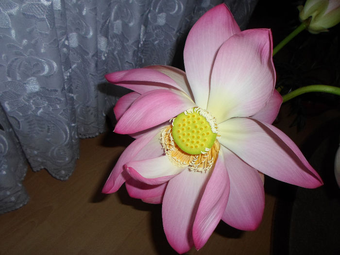 mm 194 - Florile mele