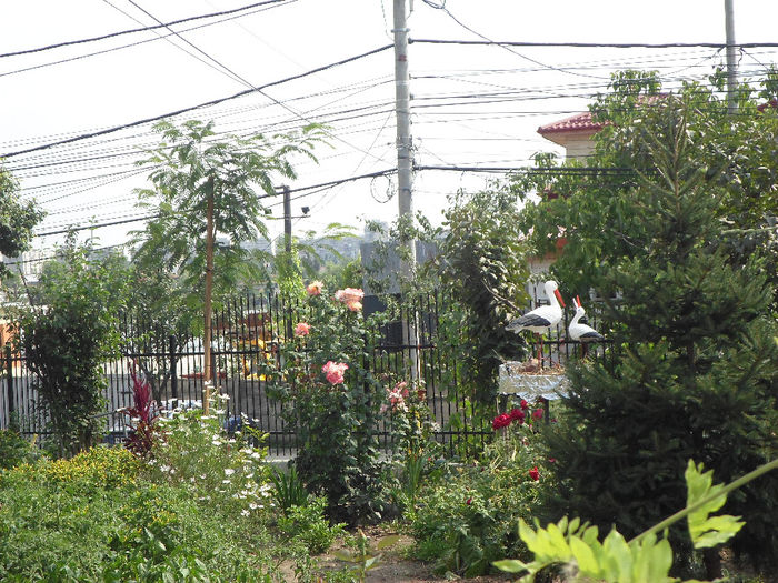 mm 132 - Curtea si gradina