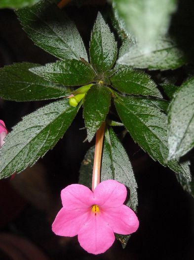 ; A mai supravietuit unul
