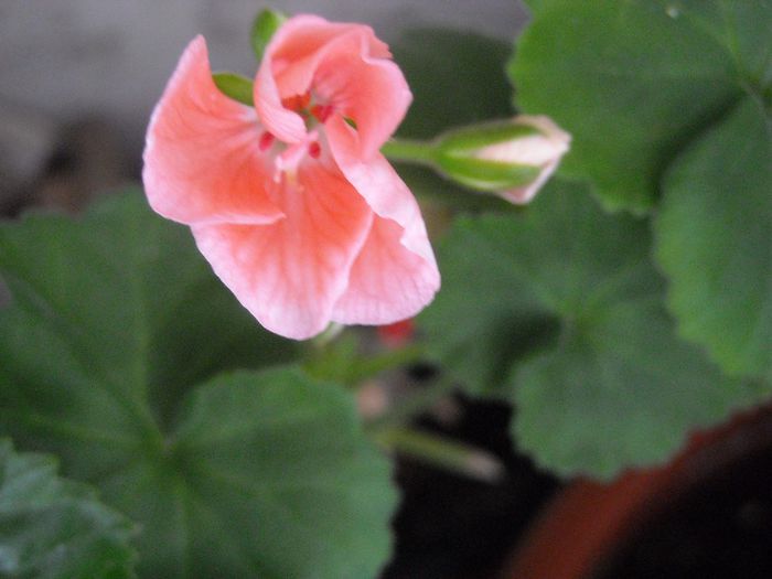 ; Surpriza placuta !
