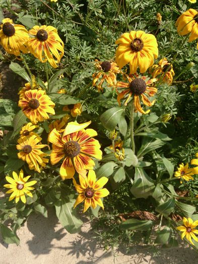 rudbekia