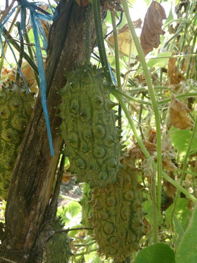 kiwano - a-gradina mea