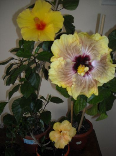 Hibiscus grup