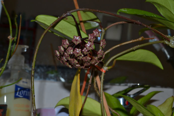DSC_0189 (9) - Pubicalyx Royal Hawaiian Purple