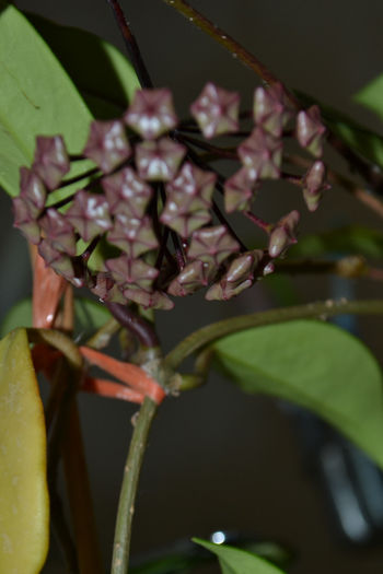DSC_0192 (12) - Pubicalyx Royal Hawaiian Purple